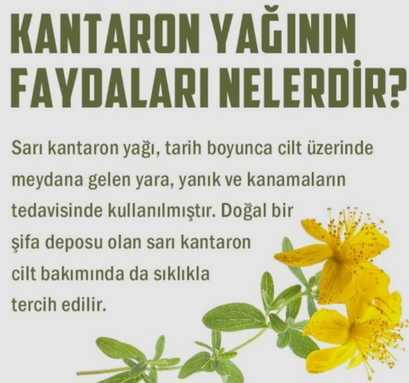Kantaron Yağı 50 ml.