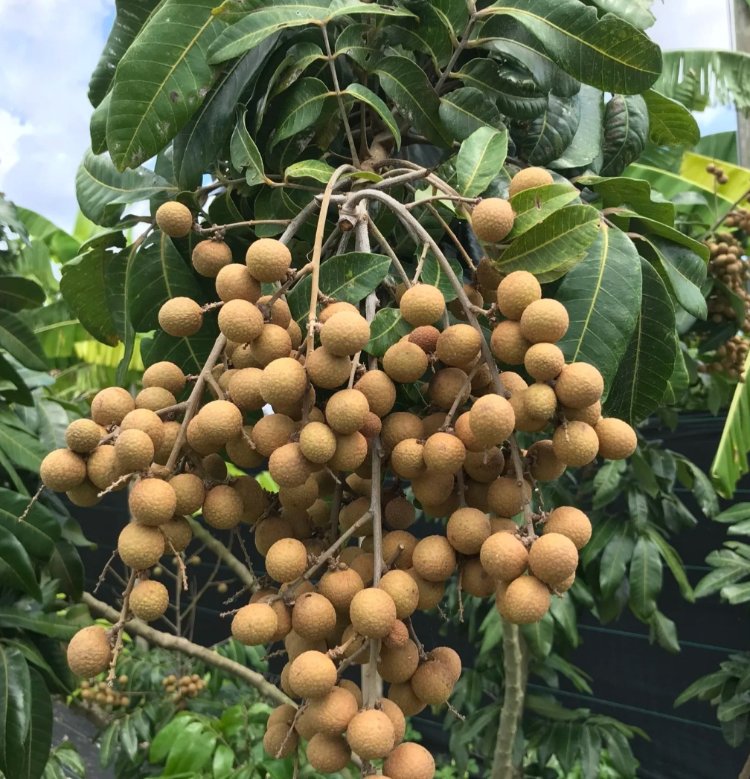 LONGAN SİRKESİ (250 ml)