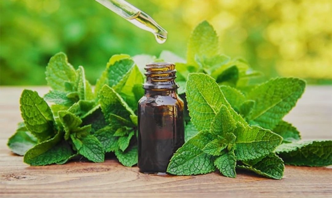 Nane Uçucu Yağı 20 ml.