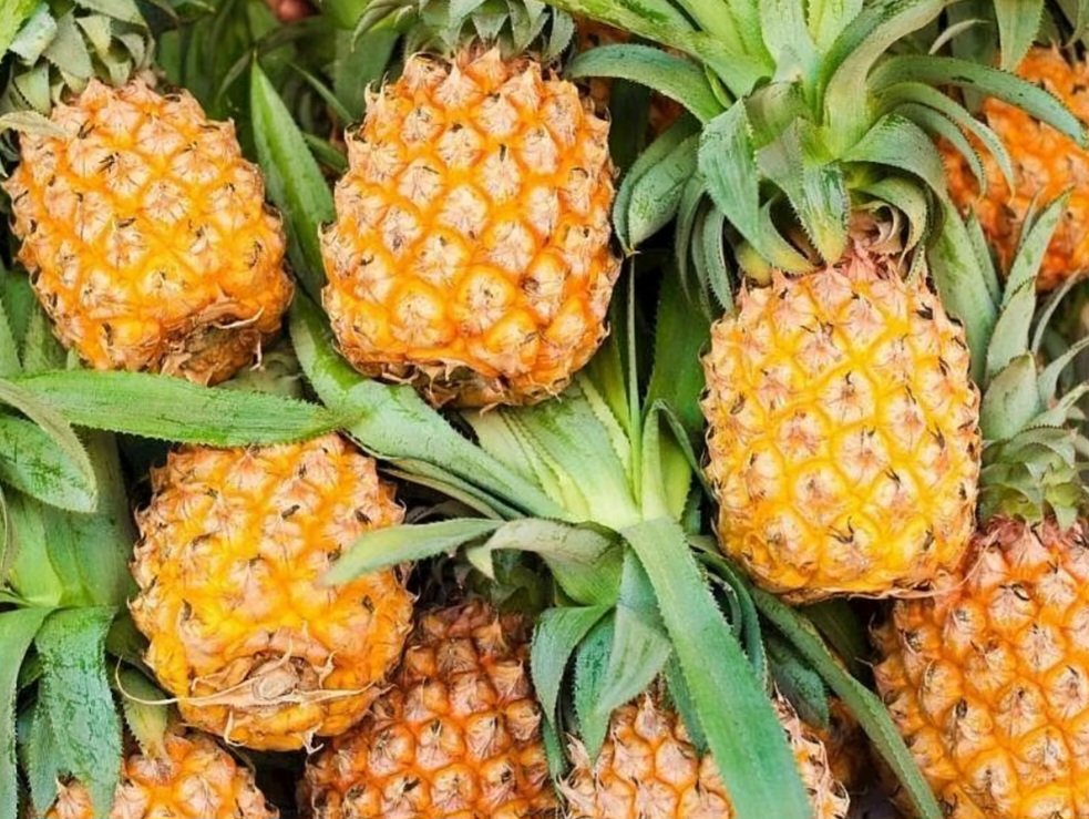 Bromelain Sirkesi 250 ml.
