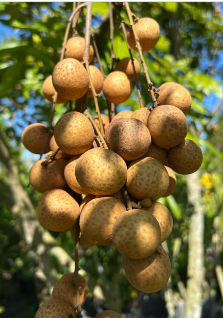 Longan Sirkesi Shot Boy 100 ml.
