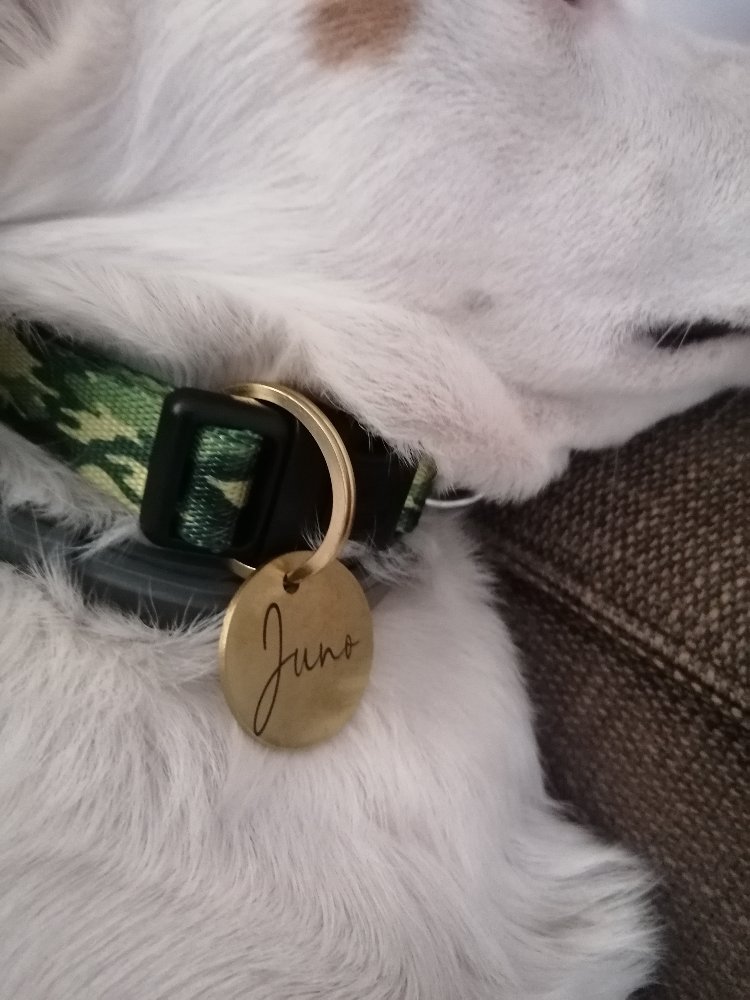 Pirinç Köpek İsimliği 