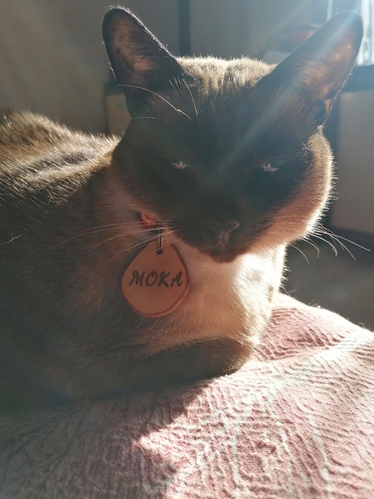 Zeytin Dalı Kedi İsimliği