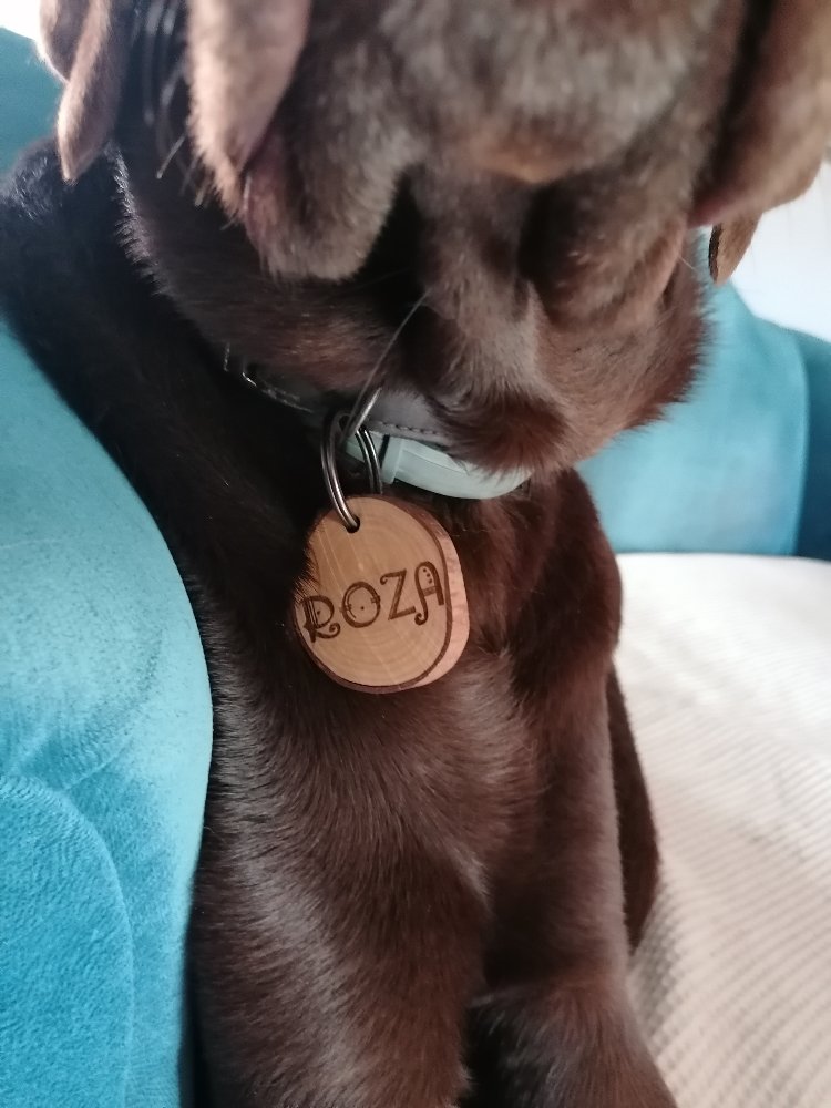 Zeytin Dalı Köpek İsimliği