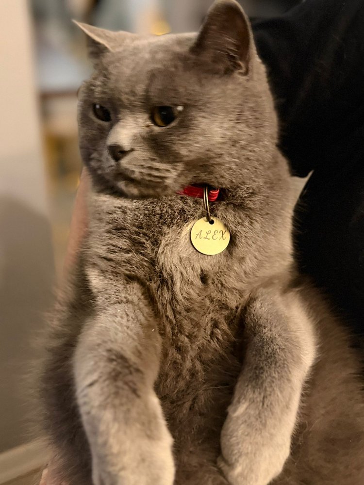 Pirinç Kedi İsimliği