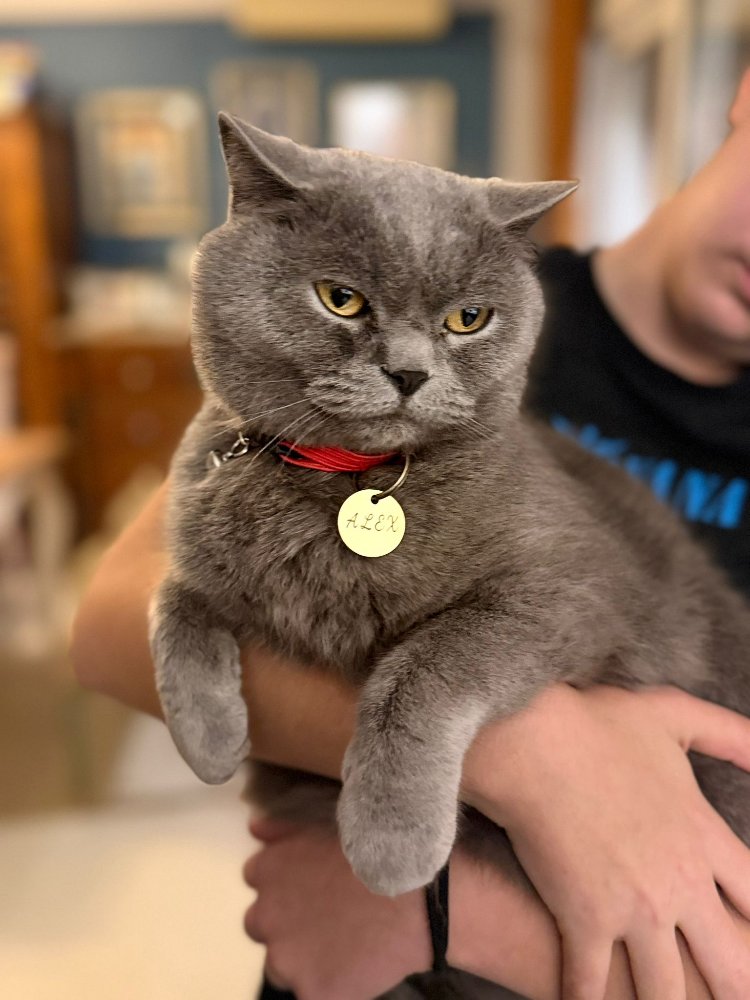 Pirinç Kedi İsimliği