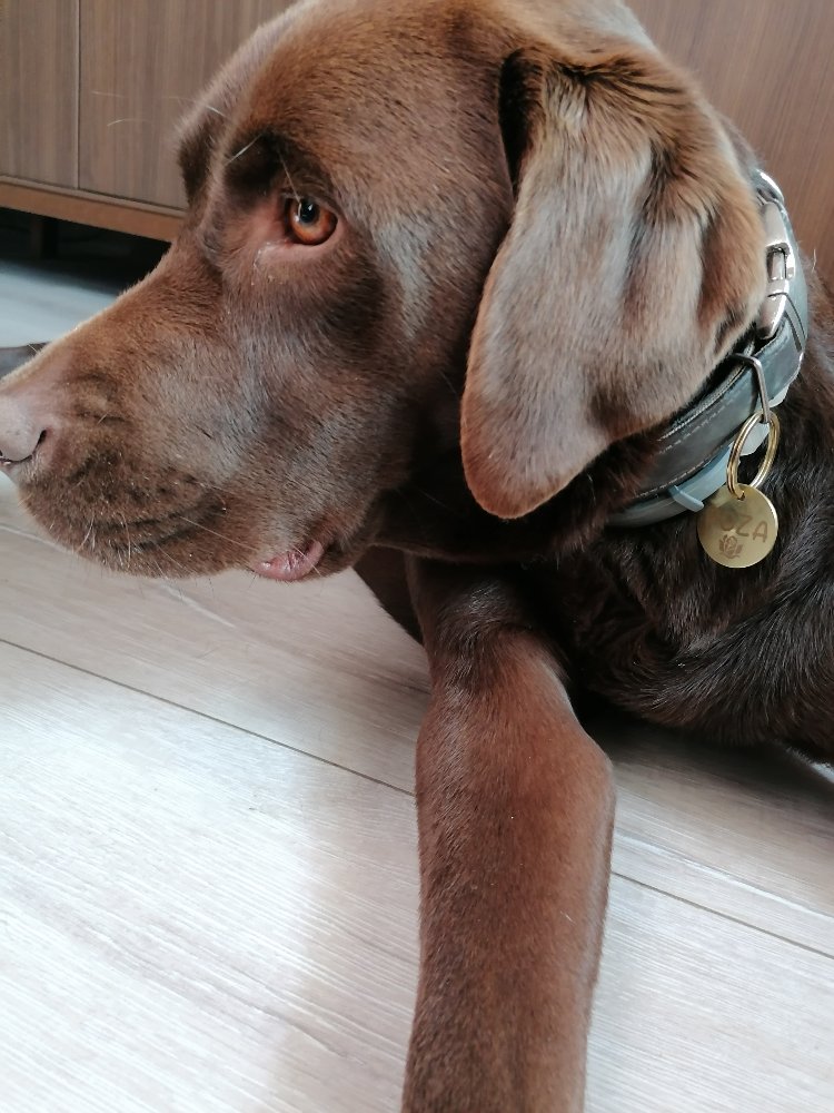 Pirinç Köpek İsimliği 