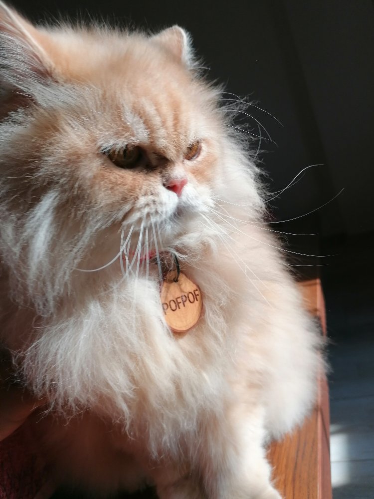 Zeytin Dalı Kedi İsimliği