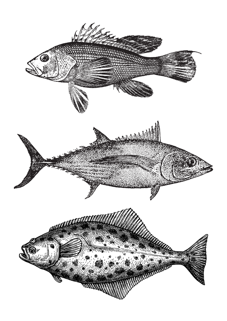 FISH INK DRAWING