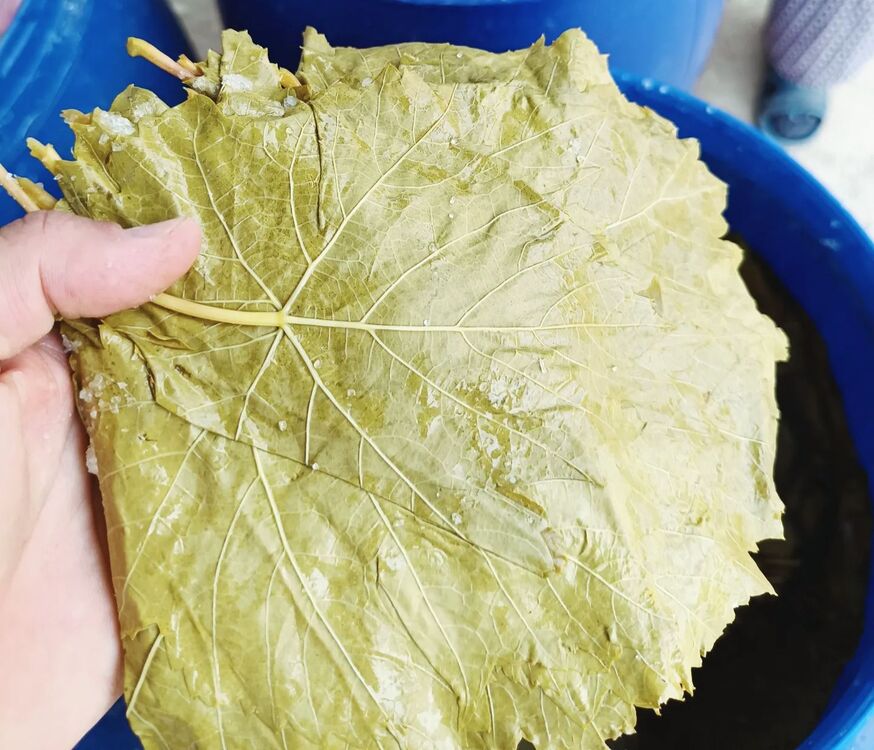 Manisa Alaşehir Sultaniye salamura yaprak 5 lik bidon 