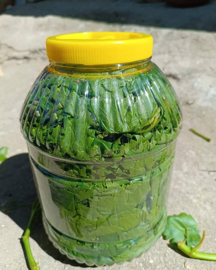 5 lik bidon kuru basım yaprak 