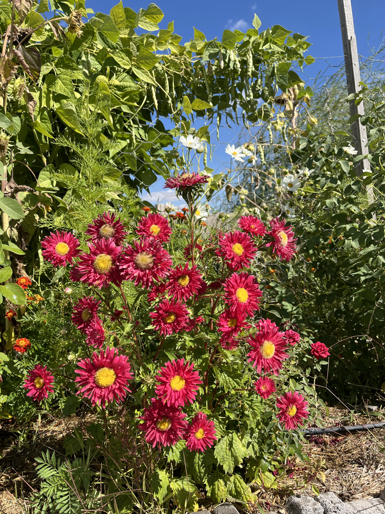 Aster Çiçeği (Saraypatı çiçeği)