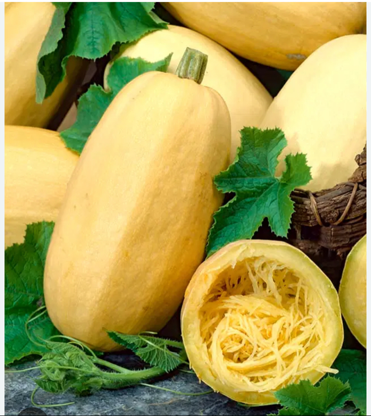 Spagetti kabak 