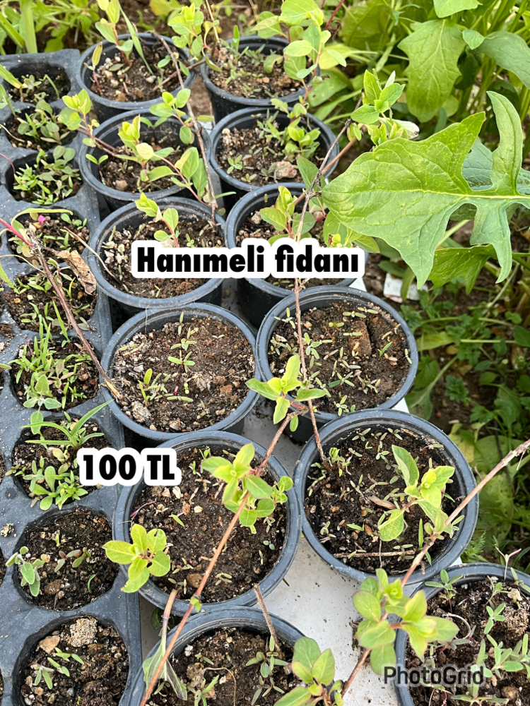 Hanımeli fidanı (3 adet )