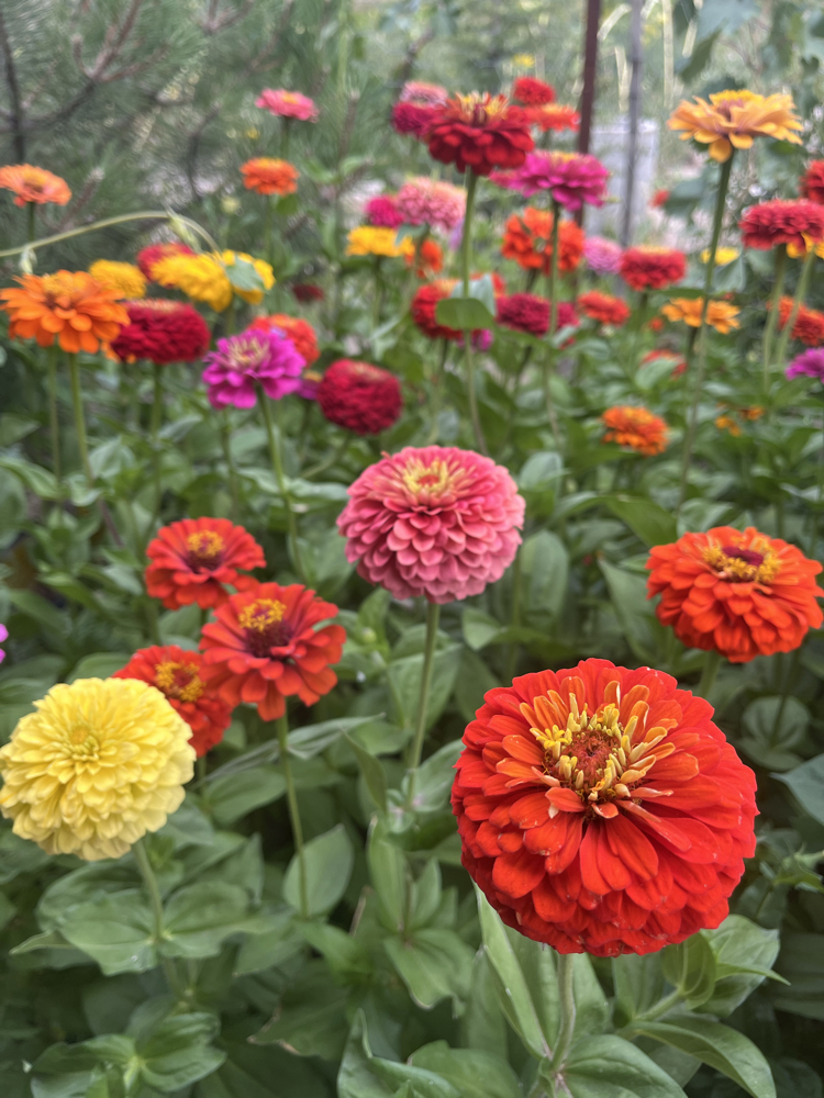 Zinnia-Beybeğendi-kirlihanım çiçeği 