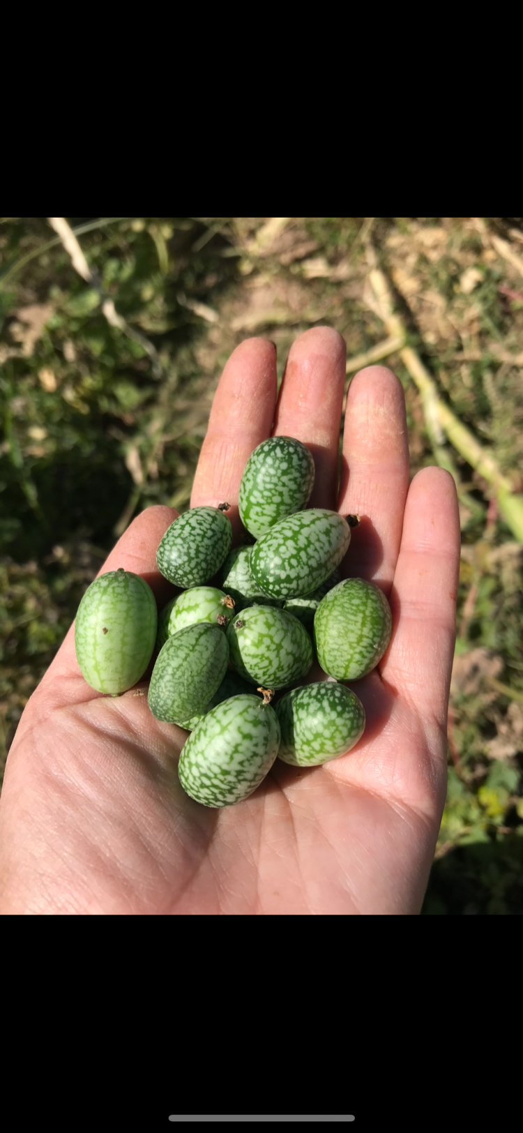 Meksika salatalığı -Cücemelon
