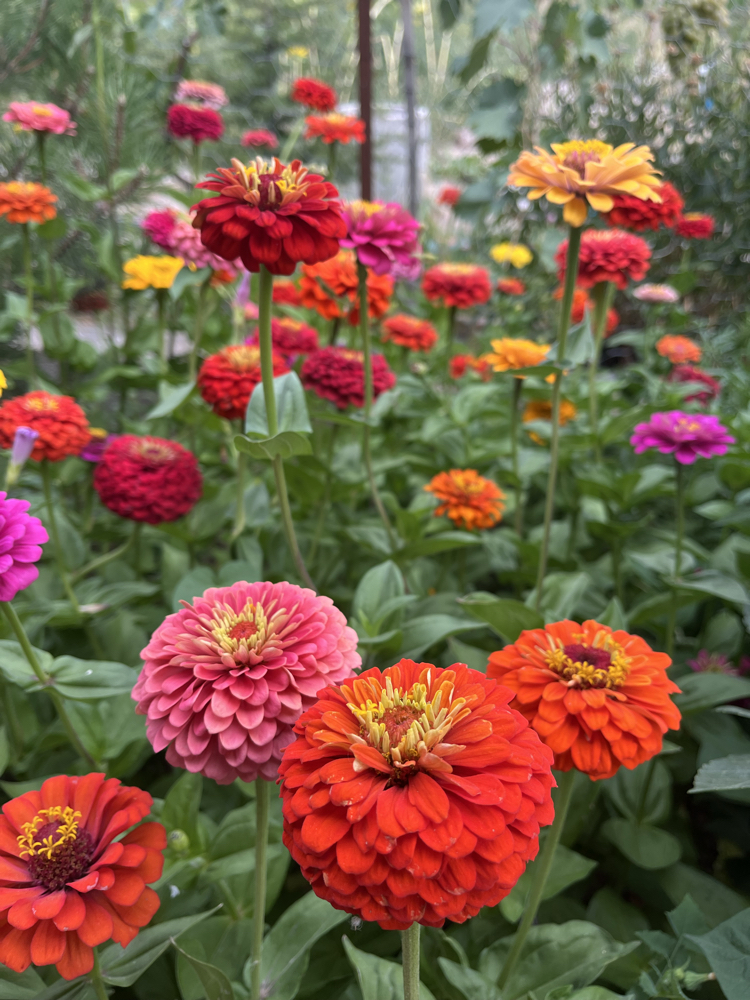 Zinnia-Beybeğendi-kirlihanım çiçeği 