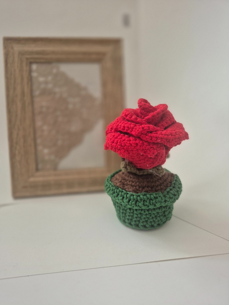 Saksıda mini gül