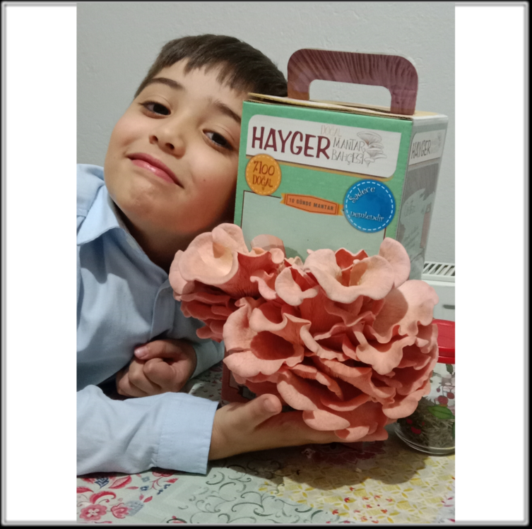 İstiridye Mantar Bahçesi (Pembe)