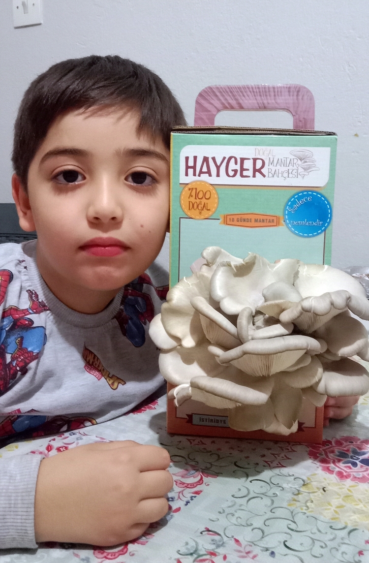  İstiridye Mantar Bahçesi (Gri)