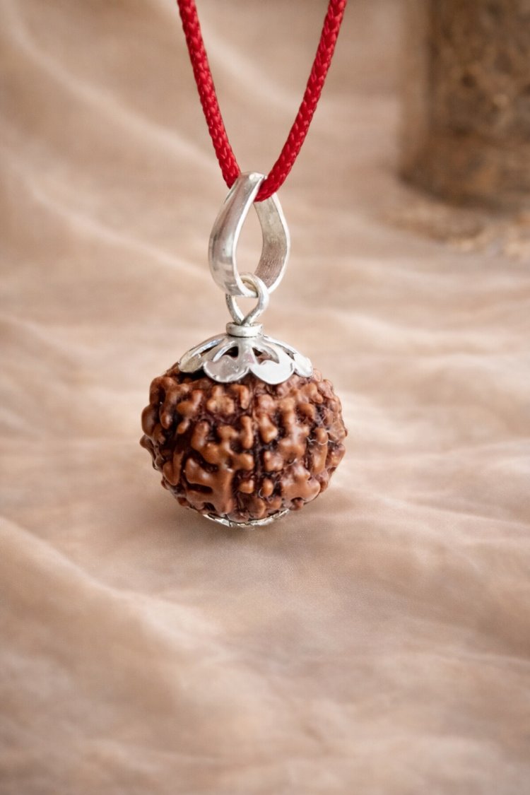 7 Mukhi Rudraksha sertifikalı