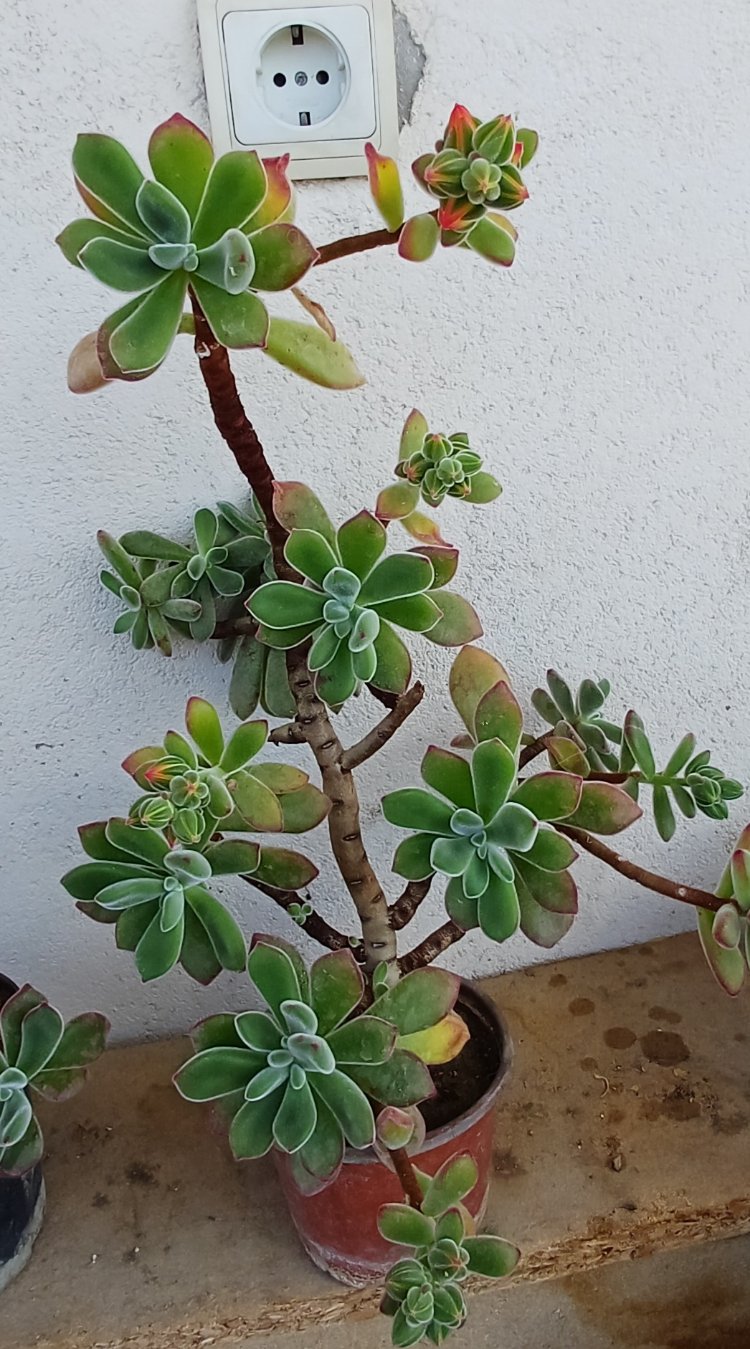tüllü sukulent echeveria