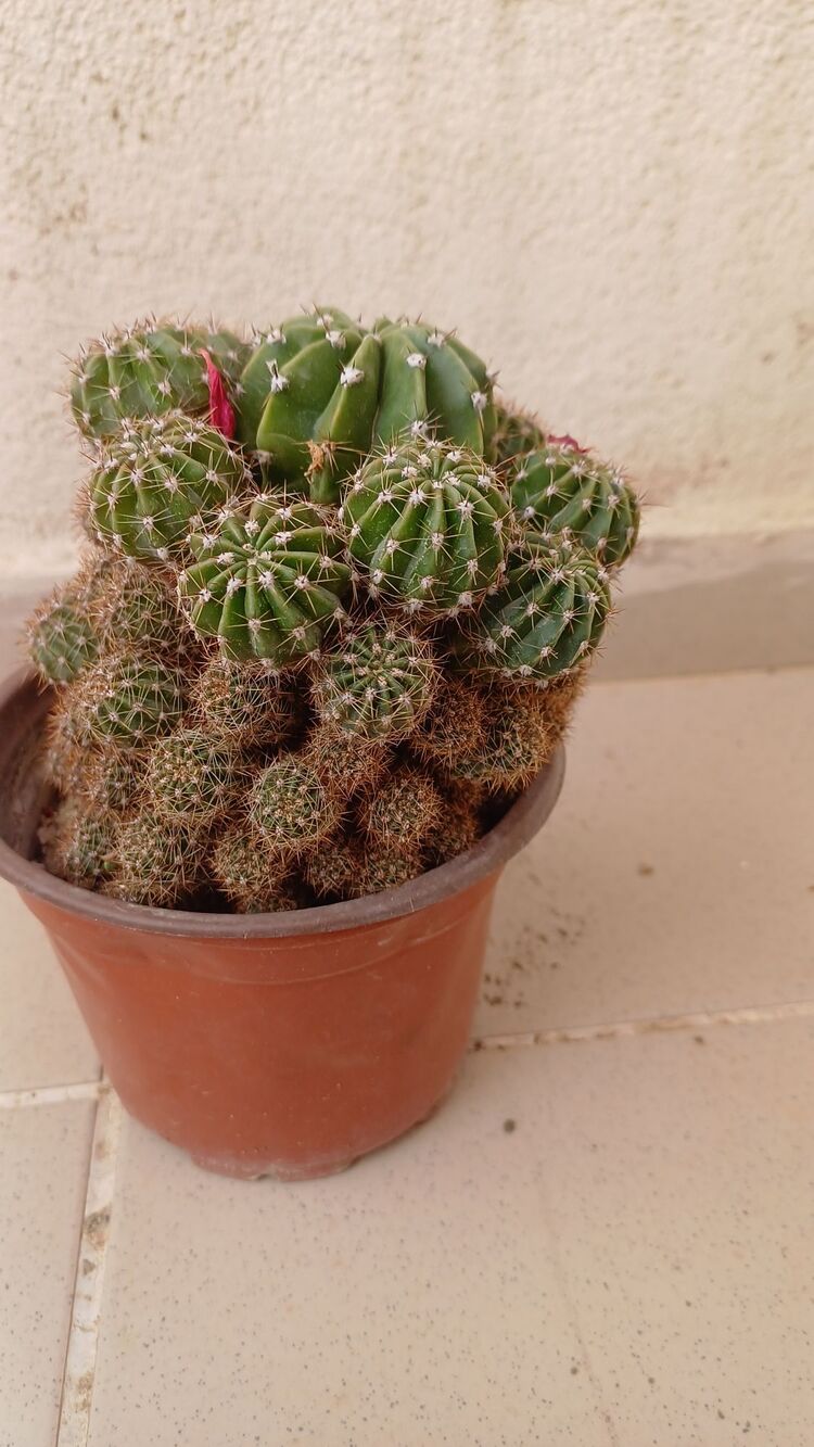 kaktüs