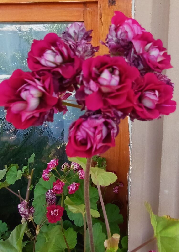 Rosebud 2