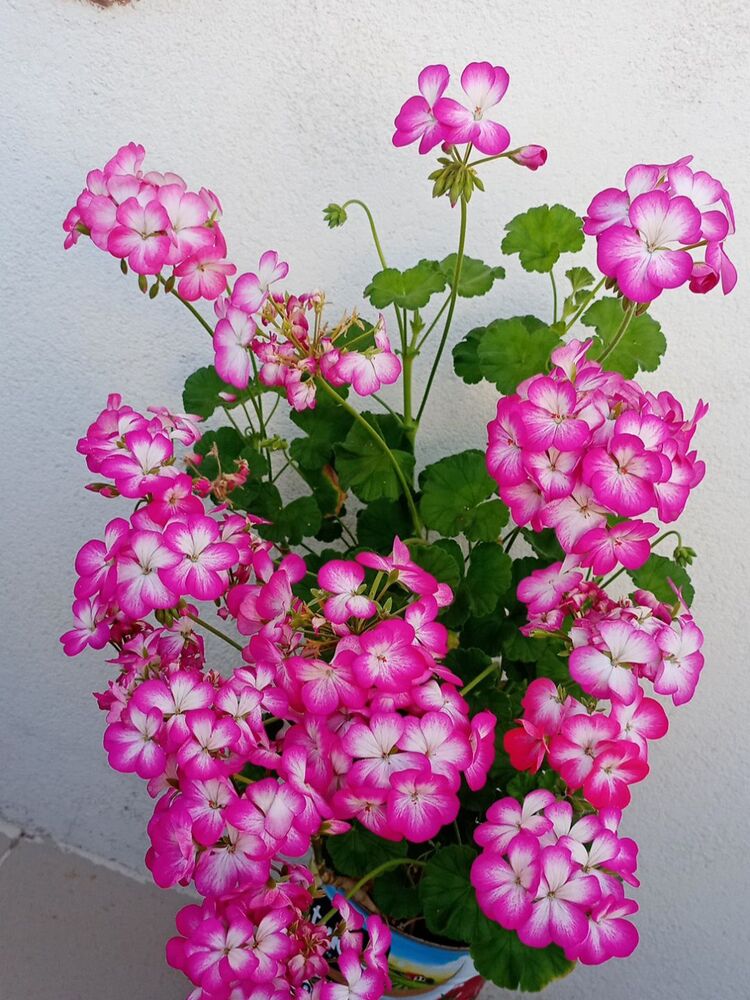 Belerina 1 fide