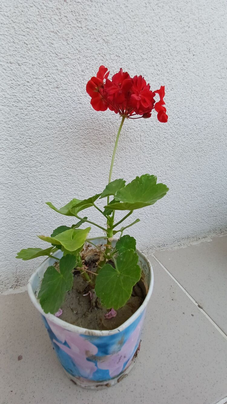 katmerli top sardunya