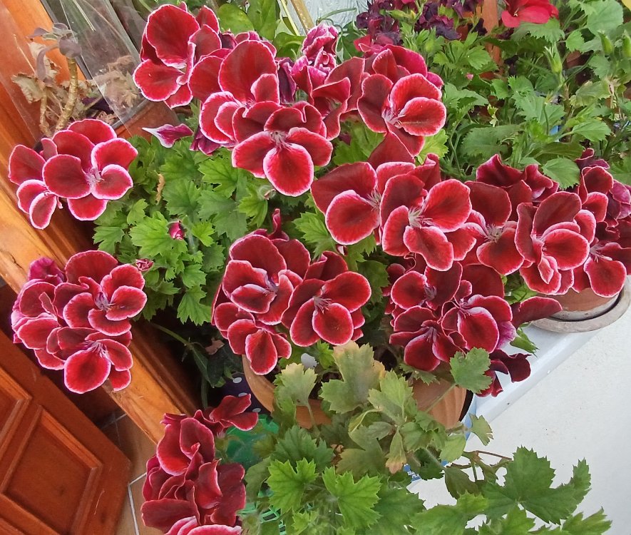 ceylan gözlü sardunya