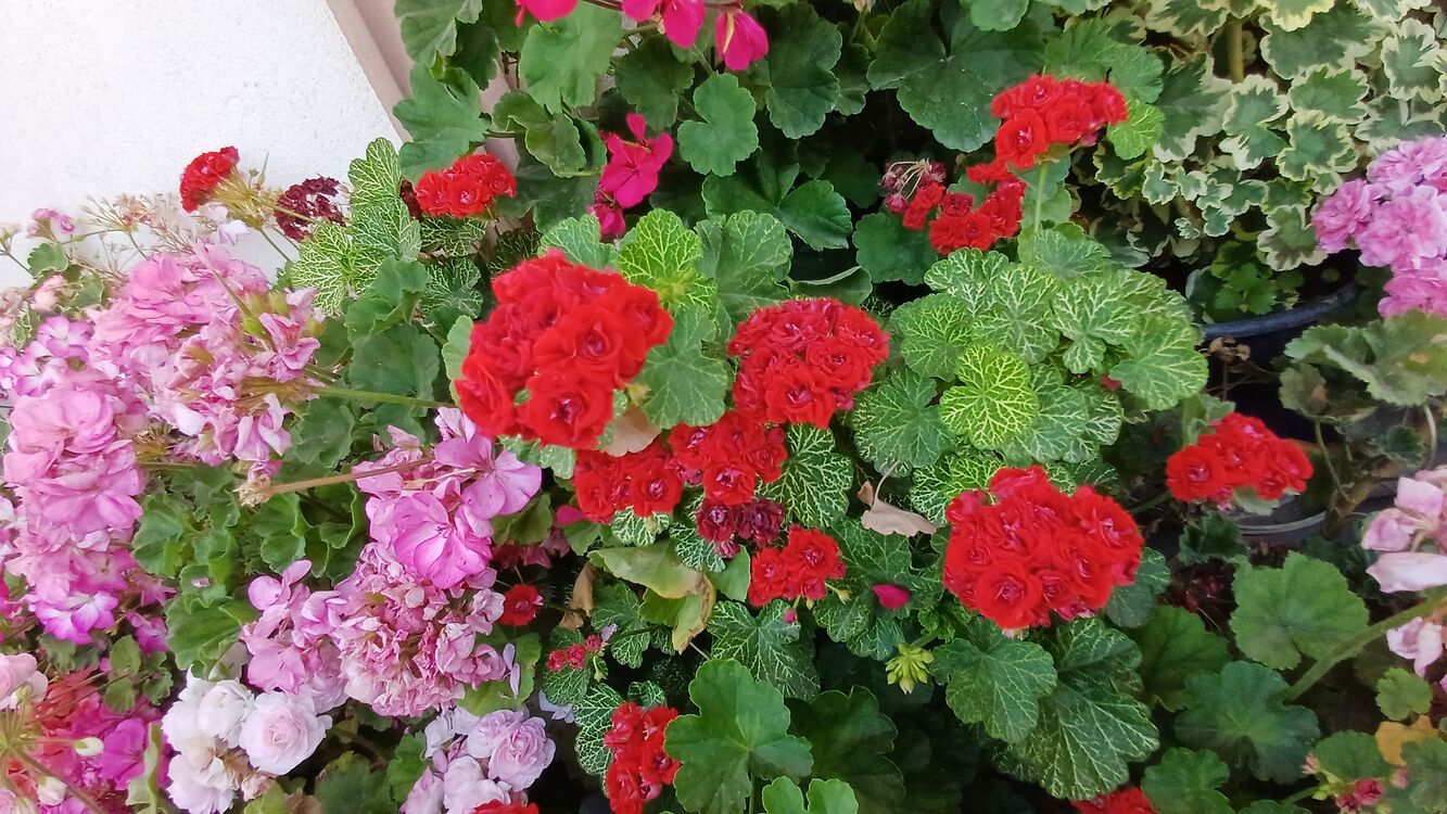 Bornohlem Pelargonimo