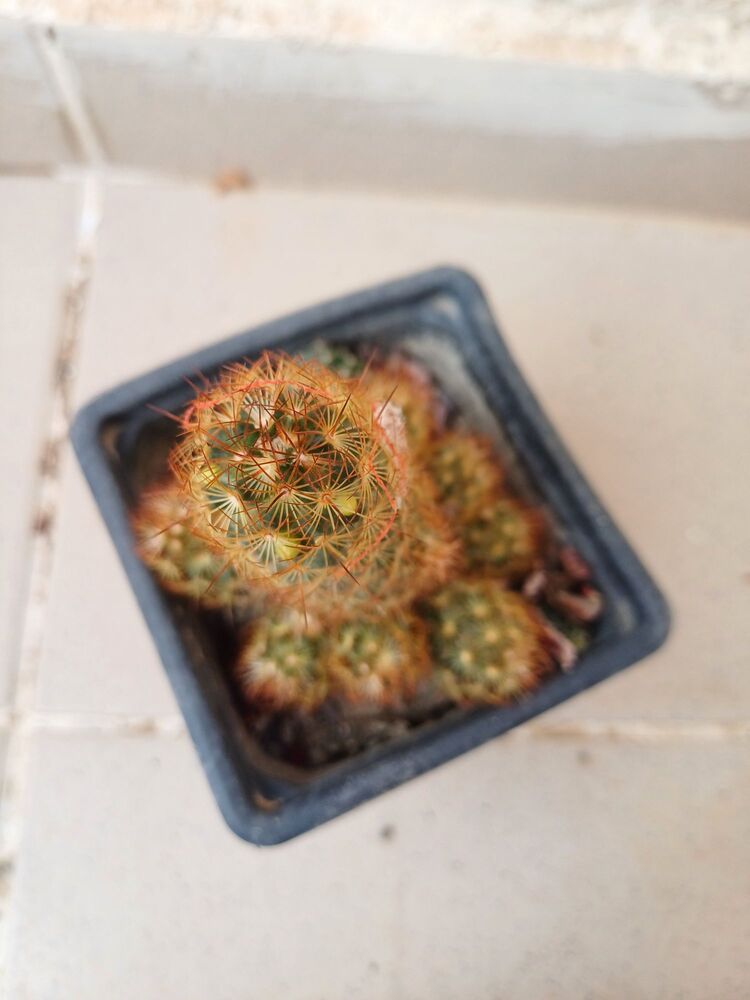 kaktüs
