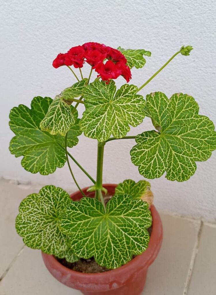 Bornohlem Pelargonimo