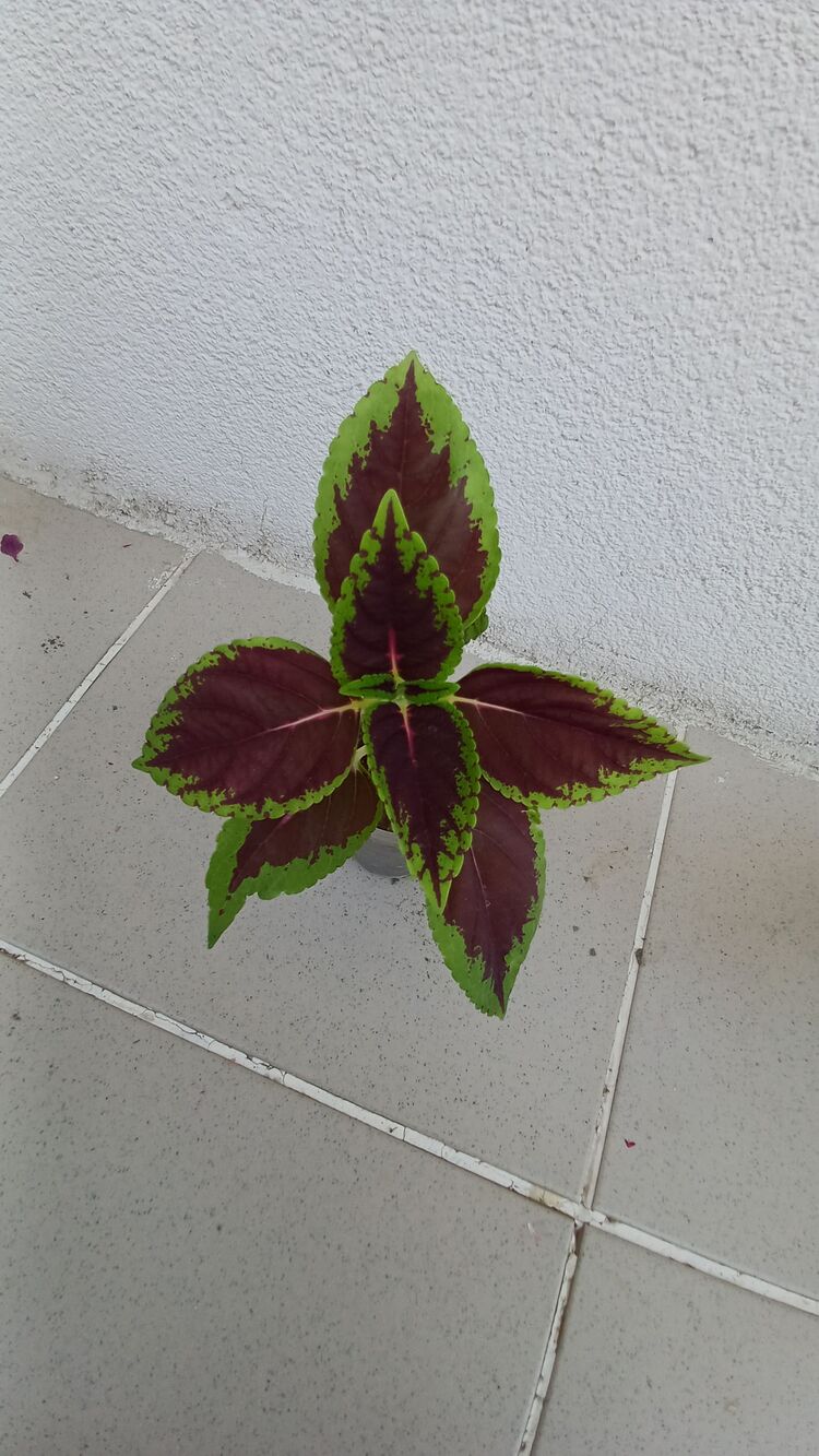 Yaprak güzeli
