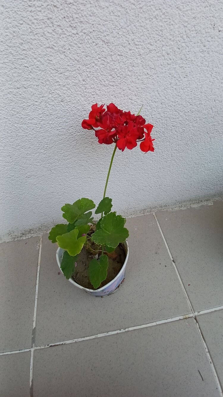 katmerli top sardunya