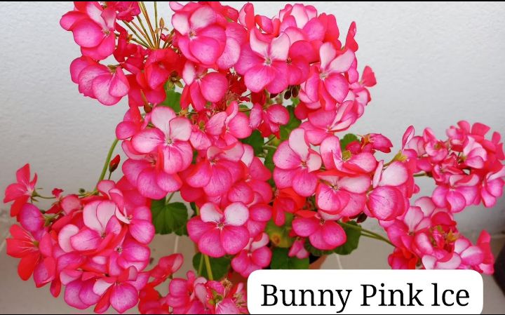 Bunny pin