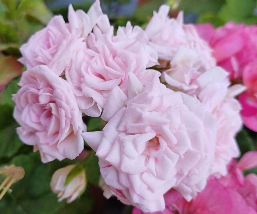 Milfied Roze