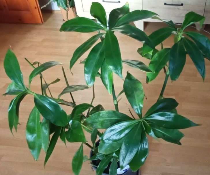 Ahtapot salon ve büro bitkisi
