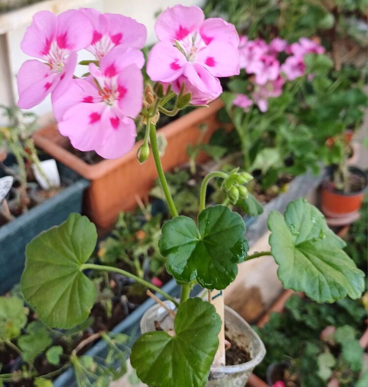 bodur sardunya fide