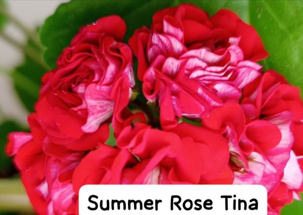 Summer Roze Tina