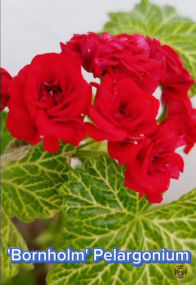 Bornohlem Pelargonimo