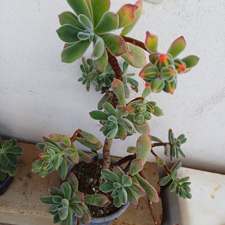 tüllü sukulent echeveria