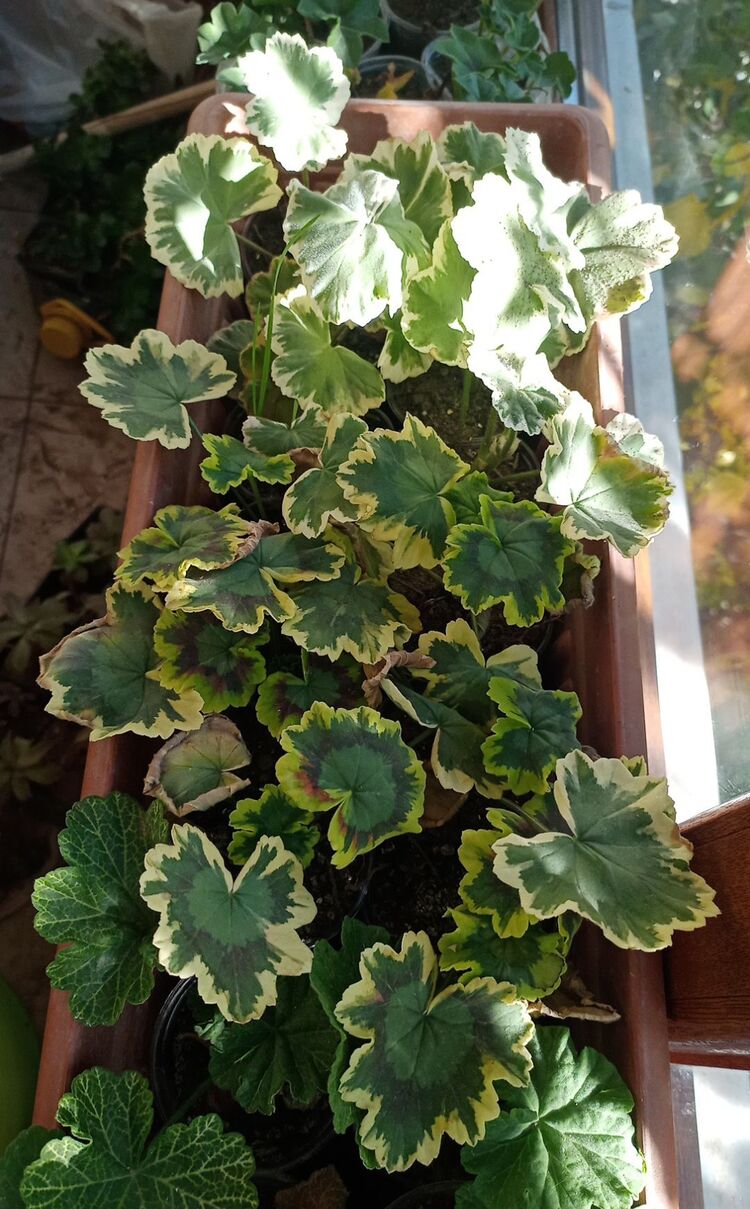 Pelargonimo fide 