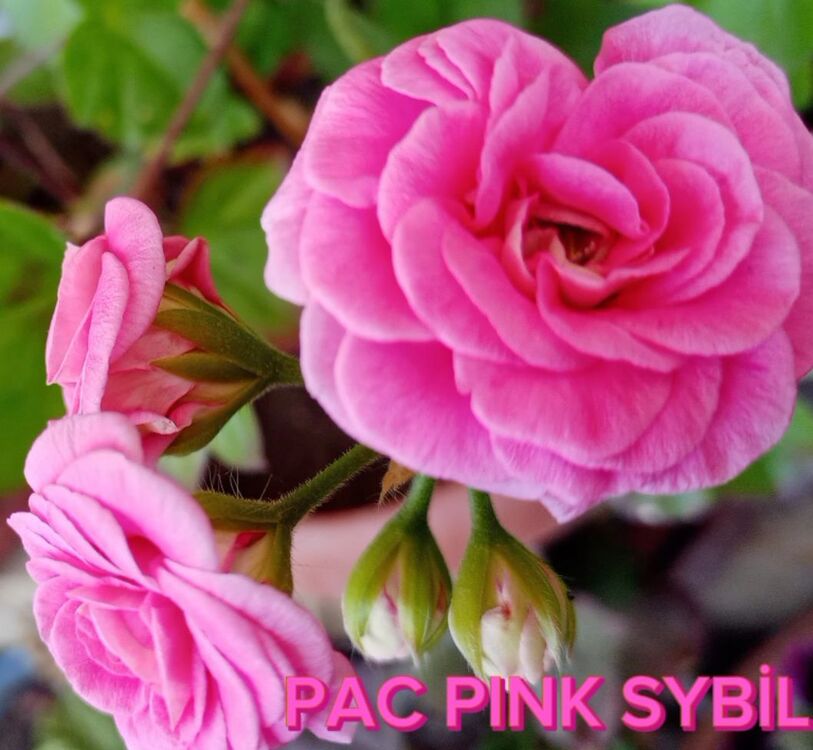 PAC PİNK  SYBİL