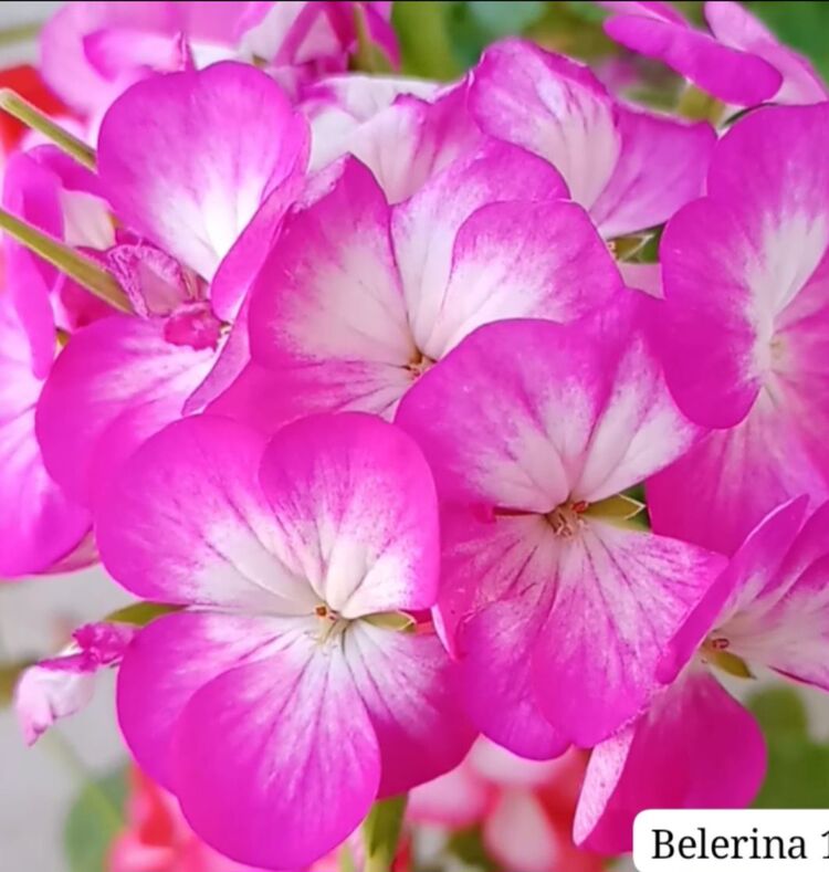 Belerina Tohumu