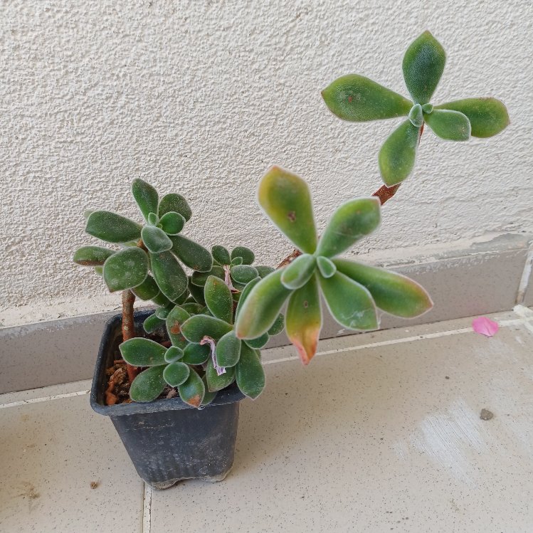 tüllü sukulent  echeveria 