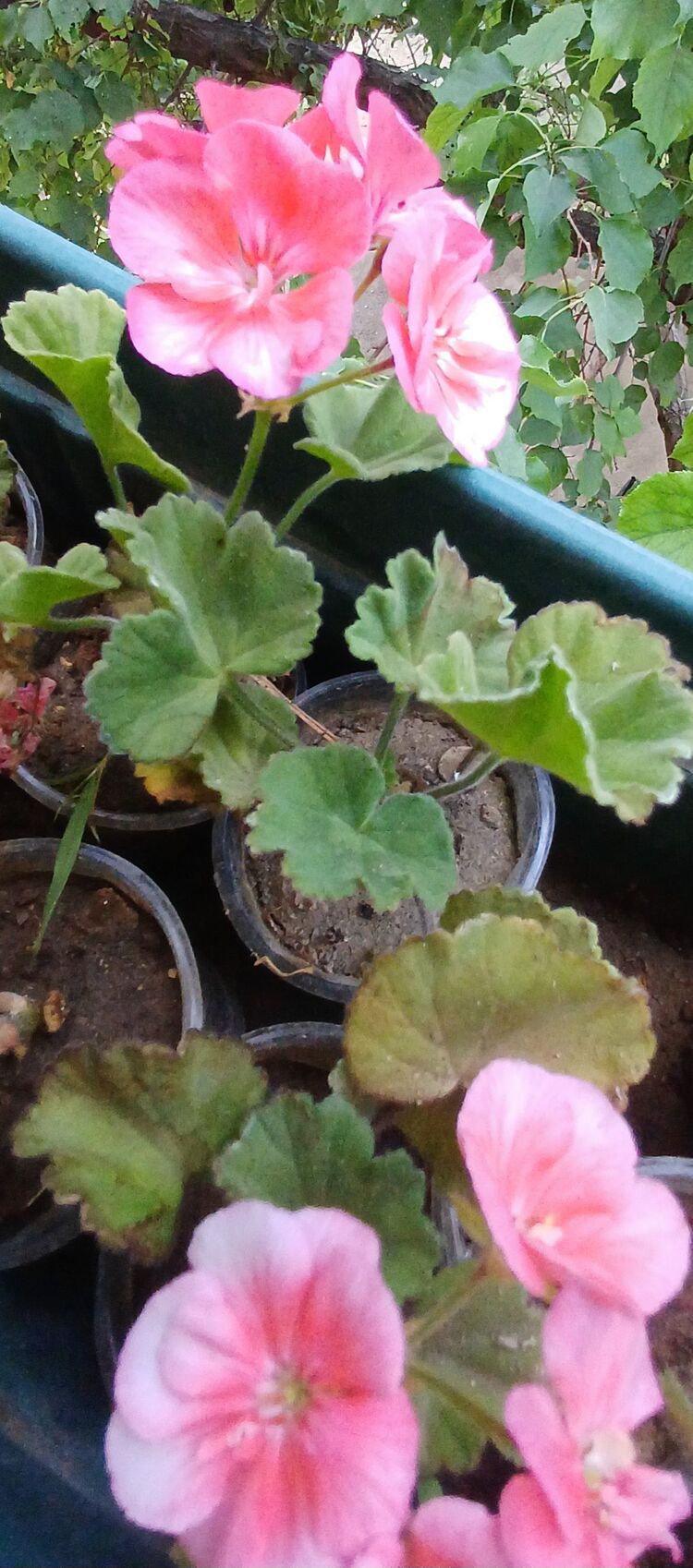 Rosebud