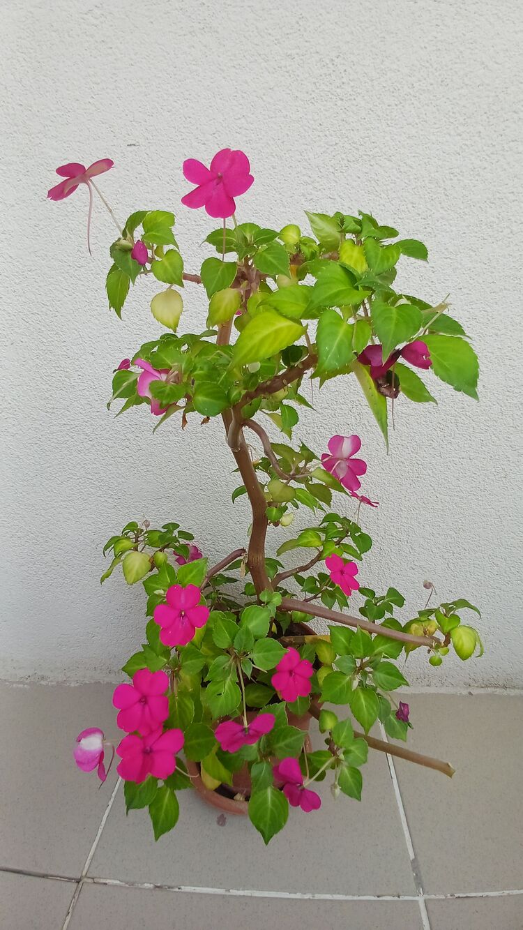 cam güzeli