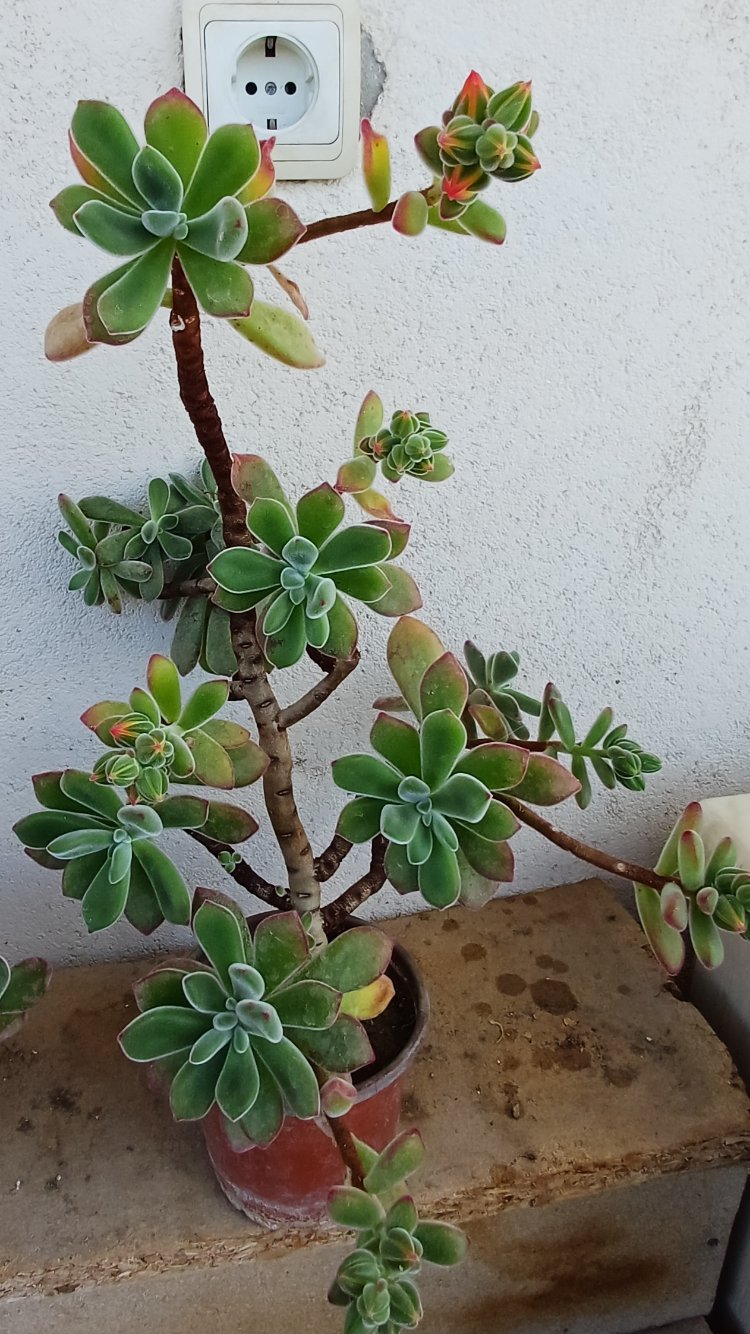 tüllü sukulent echeveria